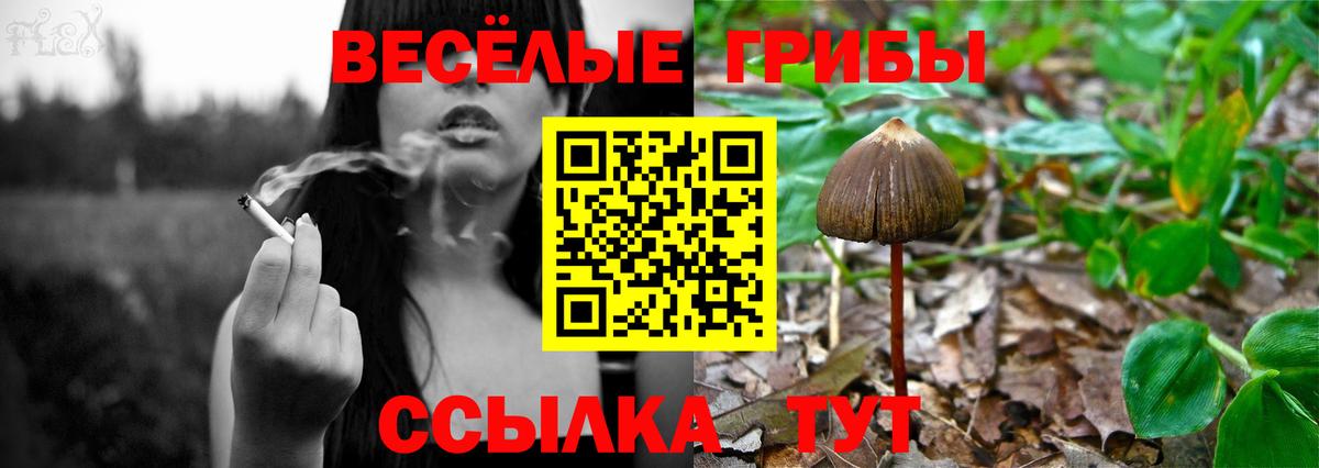 Псилоцибиновые грибы Magic Shrooms  магазин продажи наркотиков  Псилоцибиновые грибы GOLDEN TEACHER  Кропоткин  Вход с VPN 